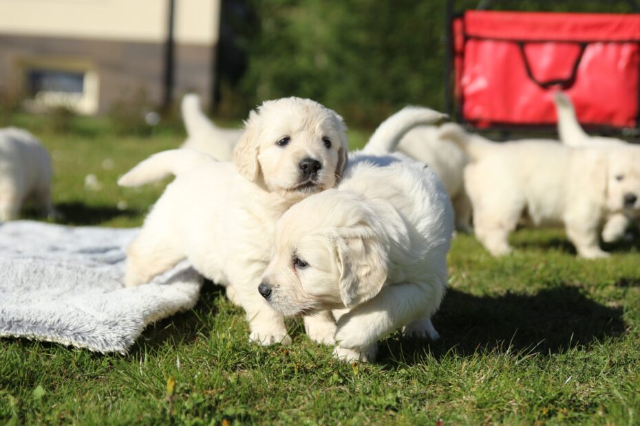Quante ore può camminare un cucciolo di 3 mesi? Linee guida per il benessere