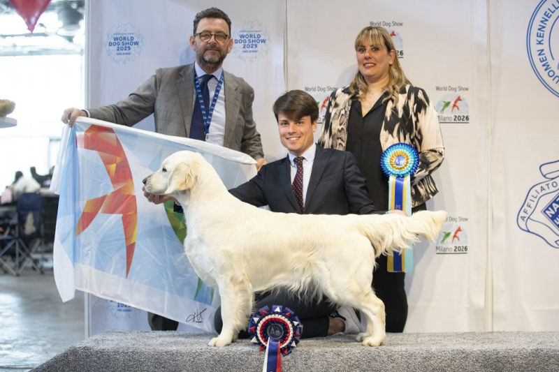 CH. OLVINGLAY MISS DEMEAMOR “Gwen” – European Winner 2022, World Winner 2022, Italian Champion