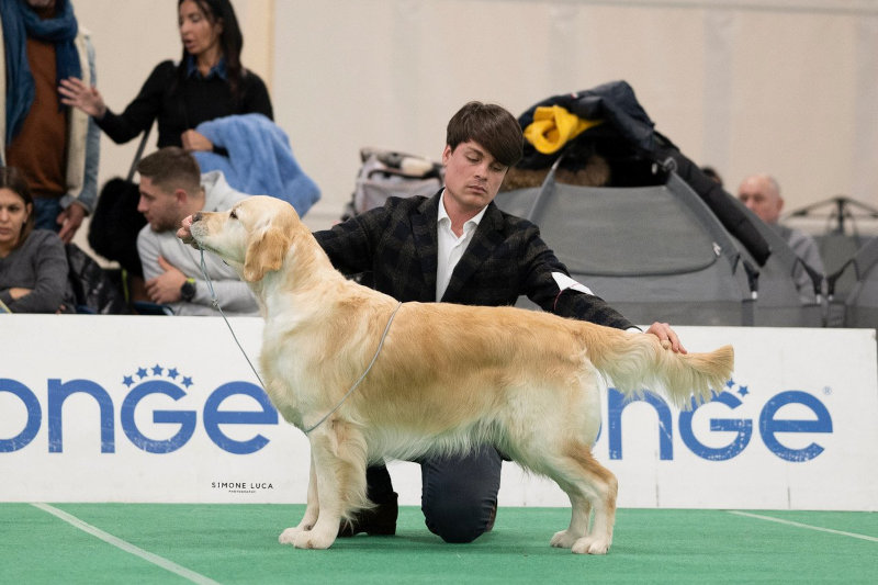 CH. OLVINGLAY THE HASTINGS AT WATERBABIES “Frank” – Italian Champion