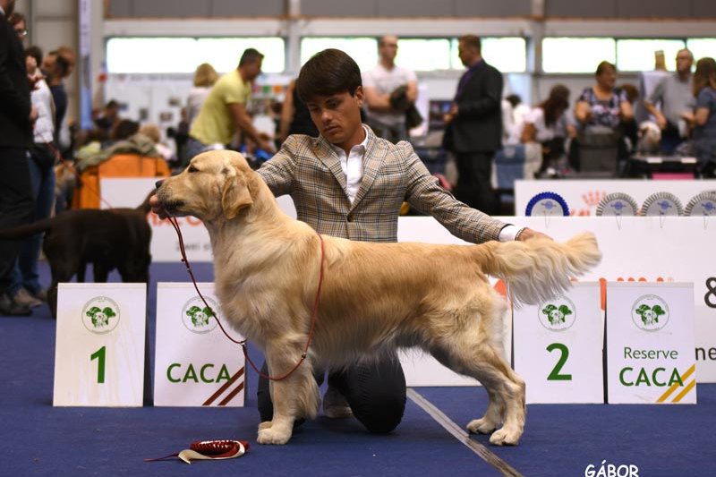 CH. OLVINGLAY THE POWER OF LOVE “Glenn” – 1st Yearling Class Grc Championship Show 2016, Junior Luxembourg Ch. | Junior Swiss Ch., 3rd Intermediate Class WDS 2017, Enci Winner 2018 | Italian Champion