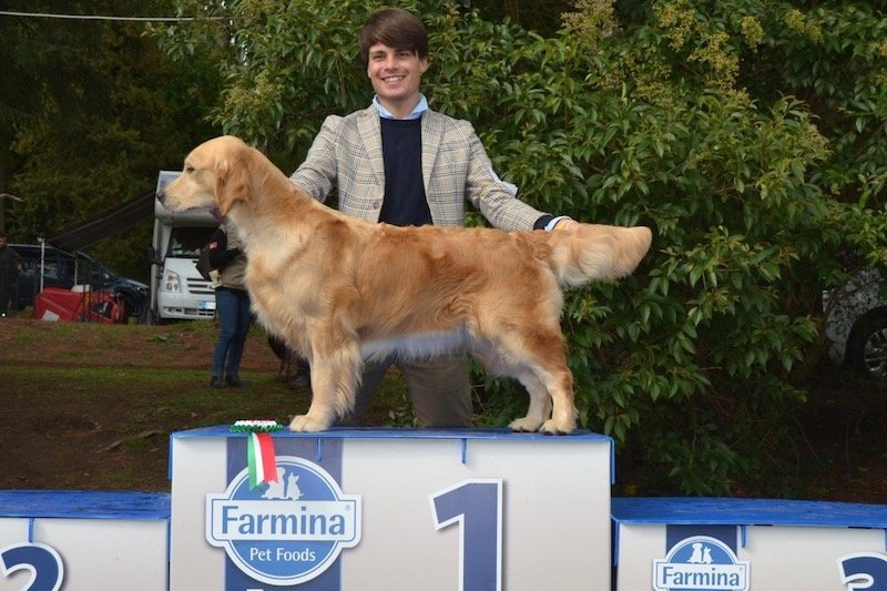 Ch. OLVINGLAY TRULY MADLY DEEPLY “Truly” – Junior Italian Champion, Italian Champion