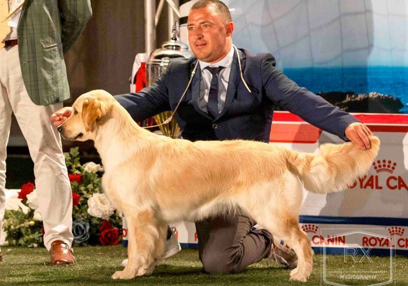Ch. OLVINGLAY VENUS AMOR “Venus” – Junior Malta Champion, Malta Champion
