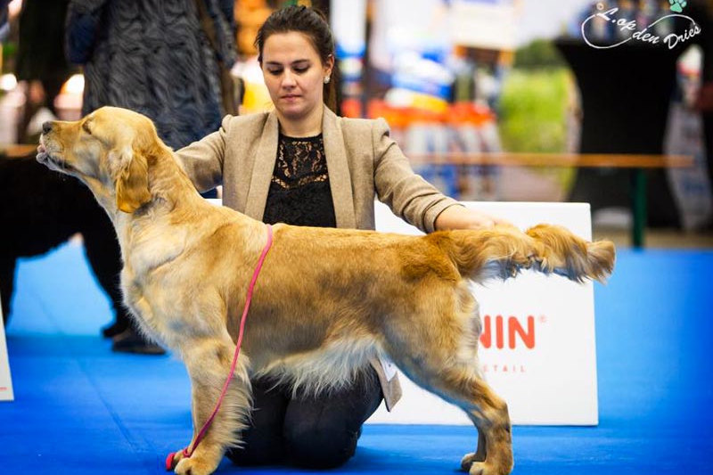 Jun.Ch. OLVINGLAY ALL EYES ON ME “Gina” – Junior Dutch Champion, Junior Benelux Winner 2017, Benelux Winner 2017