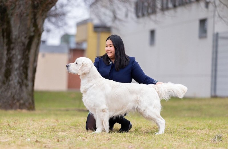 OLVINGLAY MASERATI “Colin” – Puppy European Winner 2024